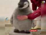 وزن کردن بچه پنگوئن
