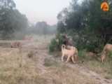 کلیپ نبرد و شکار حیوانات / کلیپ شکار بوفالو توسط شیر