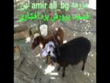 کانال amir_ali_bg را دنبال کنید