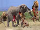 کلیپ نبرد و شکار حیوانات / شکار بچه فیل توسط شیر