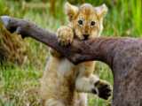 کلیپ جنگ حیوانات / شکار گور خر تازه متولد شده توسط شیر