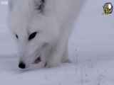 روباه قطبی در سرمای منفی۷۰درجه