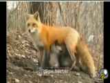کلیپ - شیر دادن روباه به بچه خرس ها