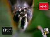 حیات رنگی 3.                                               .        .