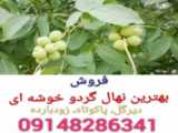 فروش نهال گردو فرنور  ۰۹۱۴۸۲۸۶۳۴۱