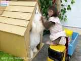 BiBi helps dad cook food for Amee