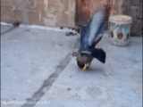 آموزش کامل جلد کردن کبوتر