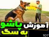 بهترین روش برای اموزش پاشو به سگ