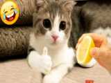 گربه های بامزه و خنده دار - طنز حیوانات