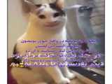 فیلم غمگین فری فایر