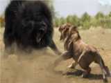 جنگ دیدنی شیرها و زرافه ها  |  بهترین نبرد تاریخ حیوانات | مستند حیات وحش