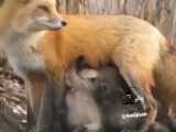 شیر دادن روباه به بچه خرس هایی که مادرشان در آتشسوزی جان باخته...