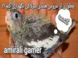 آموزش بازی کردن با عروس هلندی از کانال amirali gamer