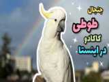 صحبت کردن طوطی کاکادو