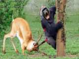 کلیپ شکار حیوانات / شکار بابون توسط پلنگ