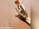بازی کردن مرغ عشق باتوپ /کاسکو ملنگو کوتوله عروس هلندی طوطی پرنده
