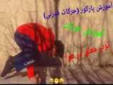 خرید کوین دیرینه