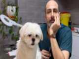 ببینین سگها این دامپزشک ایرانی رو چقدر دوست دارن
