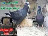 جوجه اقون