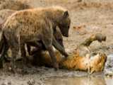 حیات وحش، مرگبارترین حمله گاومیش ها به شیر/مستند حیوانات