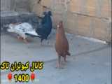 عالی هست