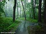 رانندگی در جنگل در هوای بارانی | صدای طبیعت / (قسمت 51)
