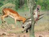 یوزپلنگ در مقابل سگهای وحشی -  کلیپ نبرد دیدنی حیوانات وحشی - حیات وحش