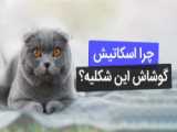 گربه اسکاتیش فولد اماده فروش در پتشاپ گلبا