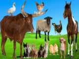 فیلم خنده دار سگ و مرغ