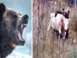 ببر vs پلنگ