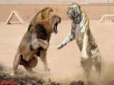 حمله ببر به شیر نر آفریقایی در سیرک