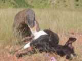 حملات وحشی  شیر به بوفالو / مادر بوفالو  به شیر پیر حمله میکند / جنگ حیوانات
