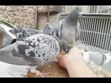آموزشی - هوش کبوتران مسافتی ازدوربین شبکه تلویزیونی BBC