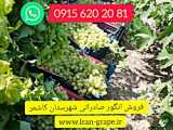 خرید انگور صادراتی کاشمر 09156596041