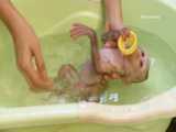 حمام بچه میمون بازیگوش با توله سگ