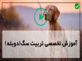 تربیت سگ|تربیت و آموزش سگ|اموزش اهلی کردن سگ(روش مراقبت از توله سگ)