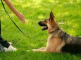 تربیت سگ|تربیت و آموزش سگ|اموزش اهلی کردن سگ( آموزش مکان دستشویی )