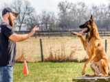 تربیت و آموزش سگ|تربیت سگ|تربیت سگ نگهبان(فرمان هایی که باید به سگ بدهیم)