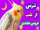 نوازش و ناز کردن عروس هلندی :: طوطی لوس و بامزه