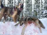 مستندی بسیار جذاب از گرگ های قطبی نشنال جوگرافیک