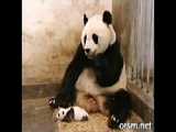 پاندای  با مزه