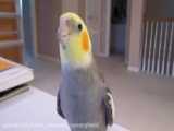 عروس هلندی های من ⛓️❤