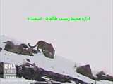 مشاهده ۳ خرس در ارتفاعات دارآباد تهران