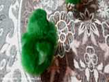 جوجه رنگی ها
