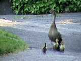 momma& 039;duck and her ducklings in Burnaby lake Burnaby Canada