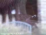 صحنه ای بسیار جالب و دیدنی از نحوه تنیدن تار ۲۵ متری توسط عنکبوت