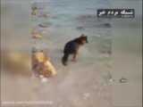 جزیره کیش - خلیج فارس - لاک پشت پوزه عقابی