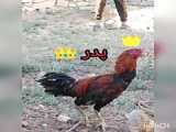 مرغ و خروس لاری های اصیل برای نسل کشی... تیر99