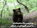 فیلم اقدام مهربانانه کرمانشاهی ها با خرس قهوه ای / زخمی کنار جاده افتاده بود