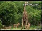 شکار زرافه توسط شیر ماده
